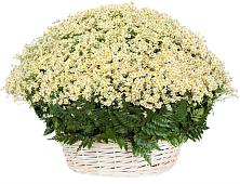 Цветочная композиция из Ромашки в корзине #REPLACE_PRED# Змейке